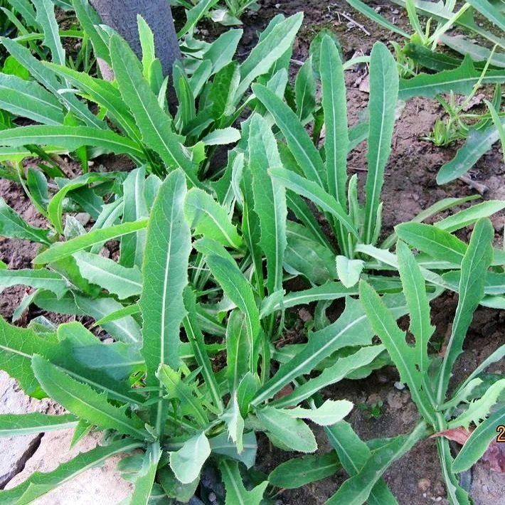 黄花败酱草 南败酱草苦益菜大清叶苣荬菜苦菜子苦麻菜