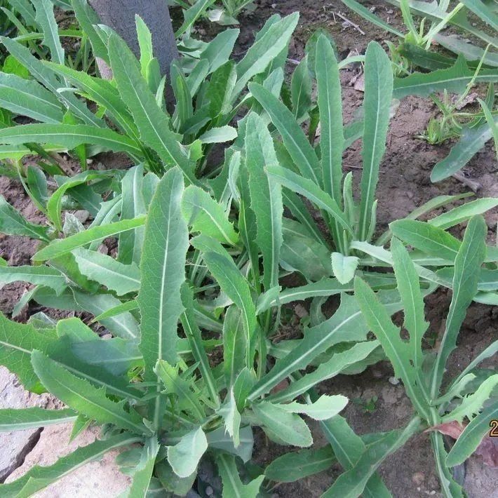 黄花败酱草南败酱草苦益菜 苣荬菜苦菜子苦菜苦麻菜