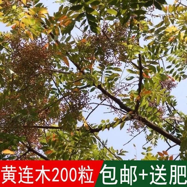 林木种籽黄连木楷木楷树黄楝树四季可播黄连木