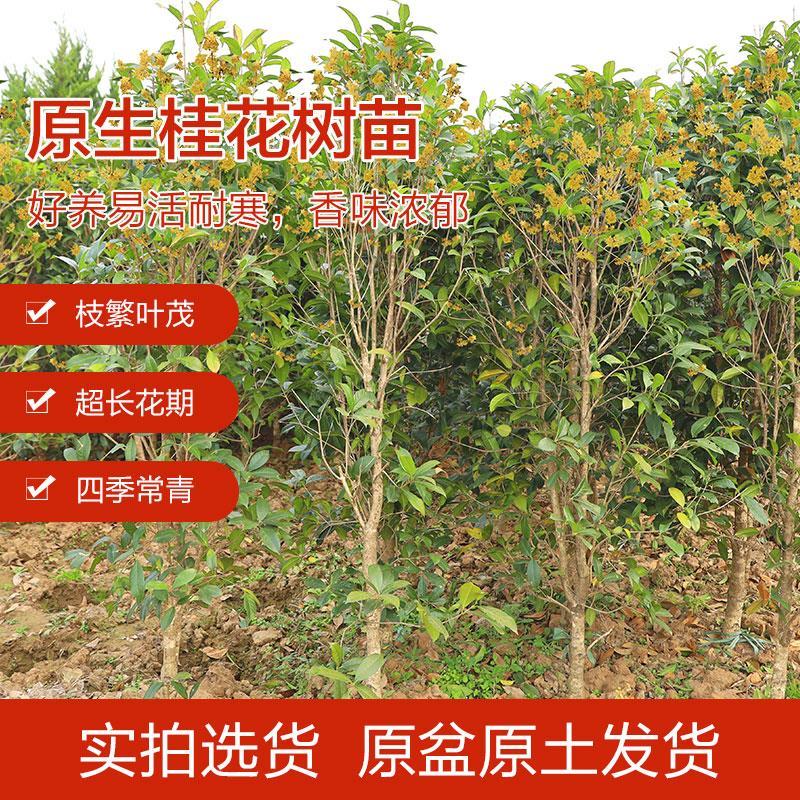 桂花树苗地栽四季常青桂花树金桂丹桂大树苗庭院植物阳台浓香花卉