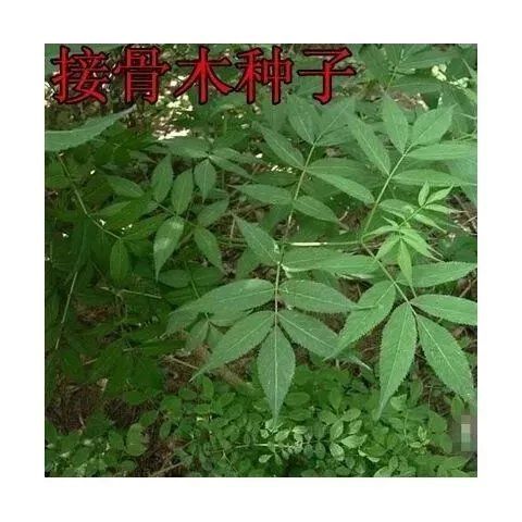 接骨木又名 大接骨丹 活筯条 接骨风 续骨树