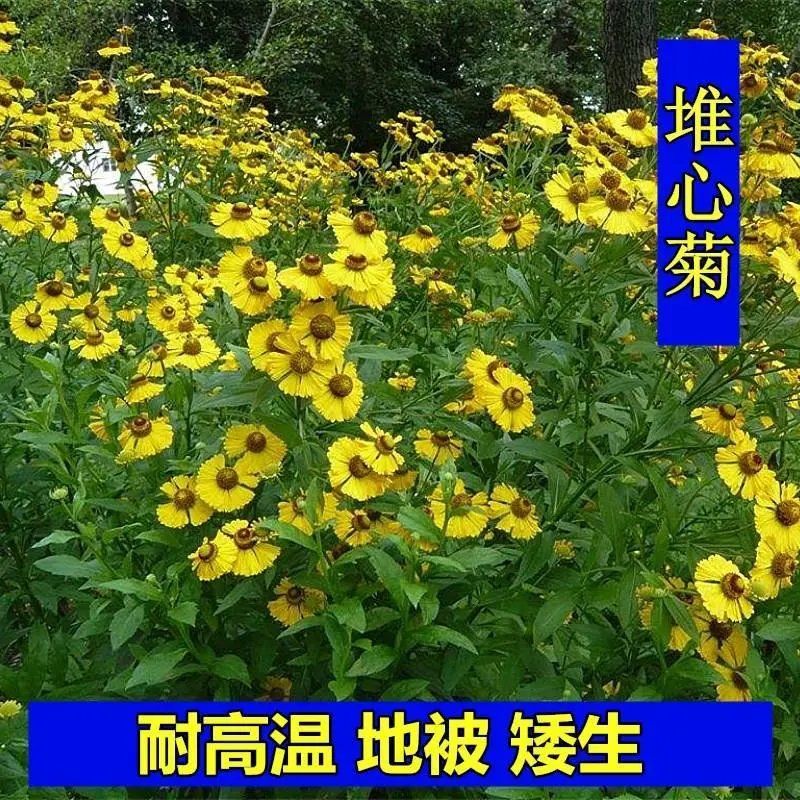 多年生菊花花籽花海地被矮生花草堆心菊四季开花菊花