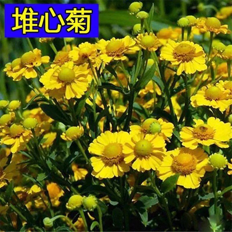 堆心菊花卉阳台盆栽绿植花四季易种植的花籽花海