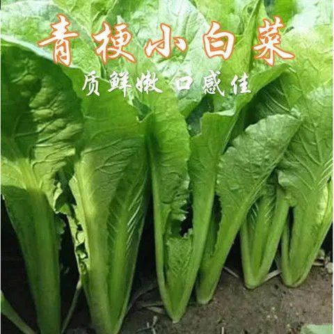 青梗小白菜绿帮小白菜小白菜小青菜四季播蔬菜子