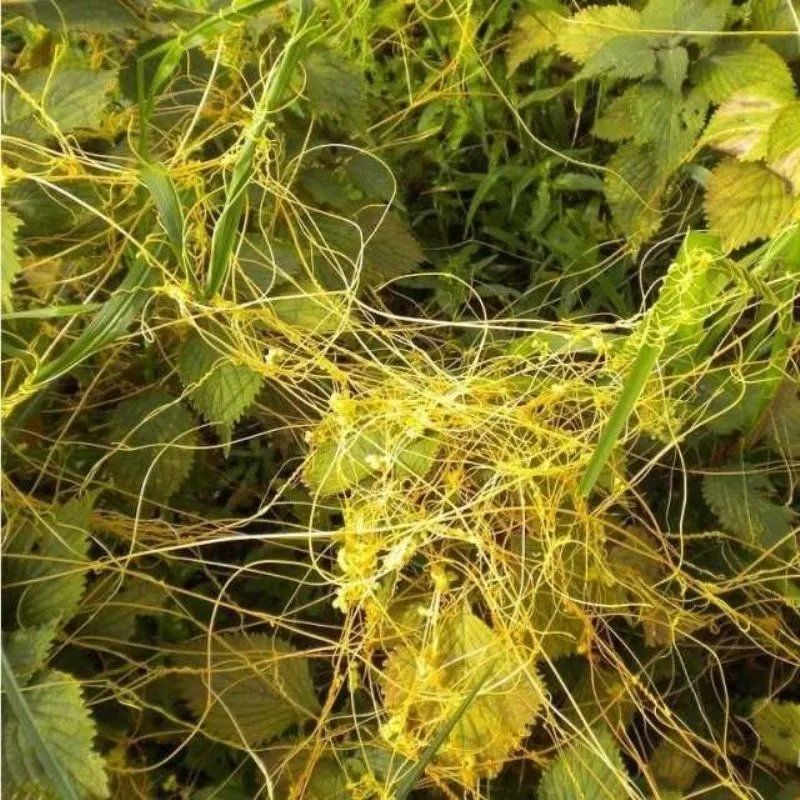 菟丝子 大豆寄生 无根草 黄丝 黄鳝藤 固胎止泄功能 种籽