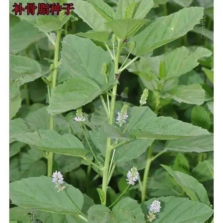 材补骨脂  破故纸婆固脂胡韭子 健胃