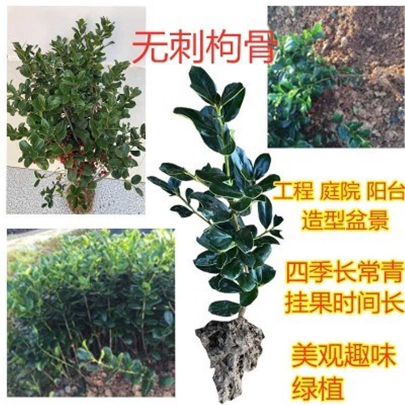 枸骨盆景老桩喜阳光的植物盆栽四季常青无刺枸骨盆栽无刺枸骨小苗