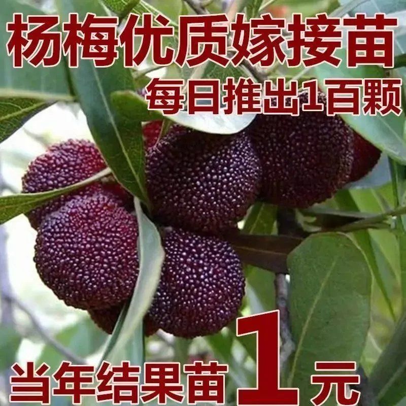 (买2送1)正宗嫁接东魁杨梅树苗南方北方种植果树苗包成活杨梅苗