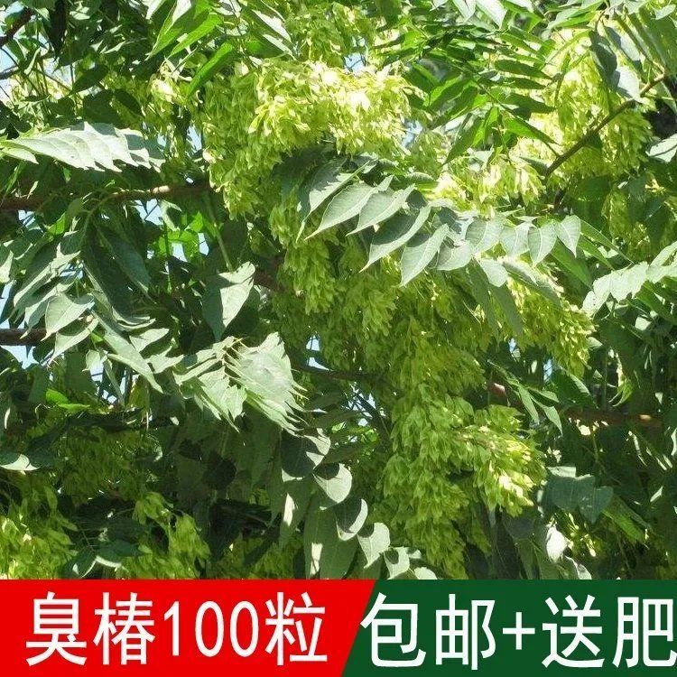 林木树种臭椿香椿树四季可播又名椿树和木砻树种籽