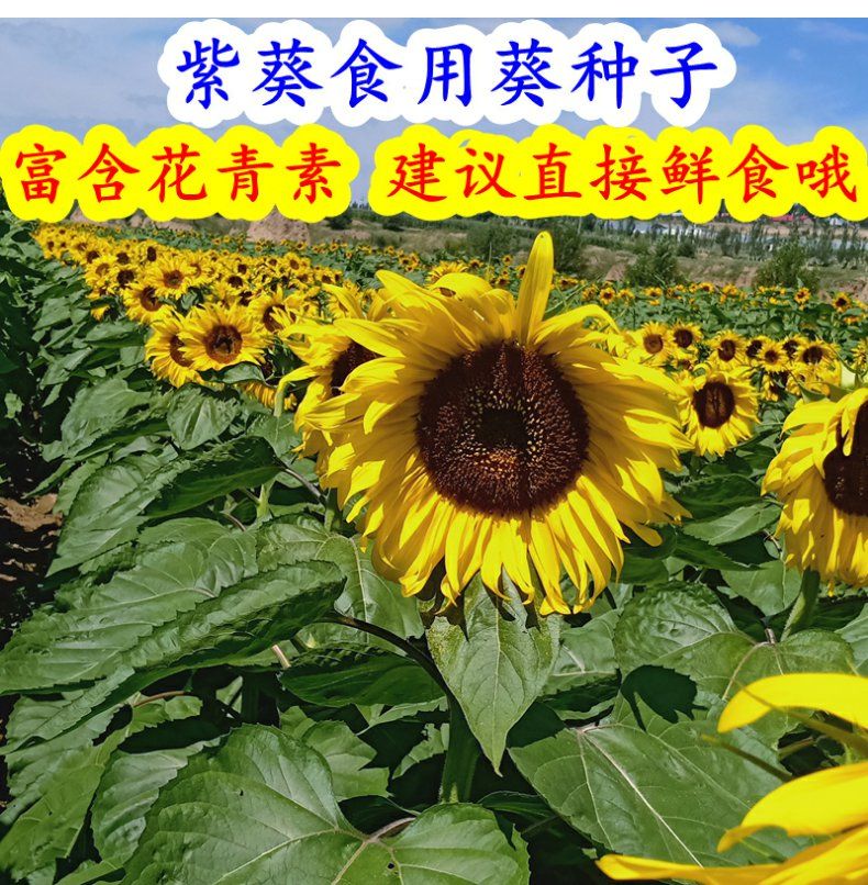 種子之家 紫葵食用向日葵種子富含花青素直接鮮食葵花籽瓜子f1雜交種 Yoyo精選 露天拍賣