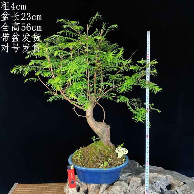 优质精选水杉盆景丛林盆栽落叶植物室内桌面绿植好t养植物树苗实