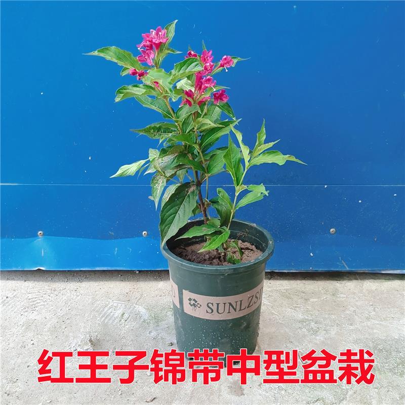 【带花发货】五彩锦带花树苗红王子锦带花苗盆栽地栽庭院耐寒植物