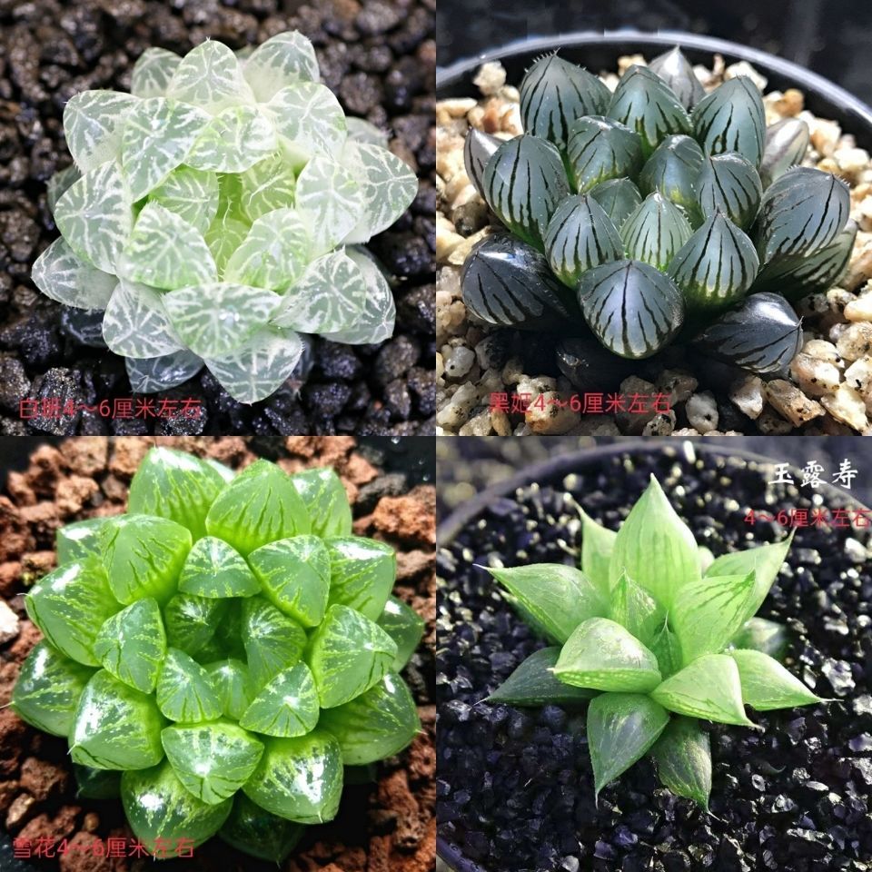 多肉多肉植物十二卷玉露姬玉露水晶玉露冰灯玉露寿黄金玉露盆栽