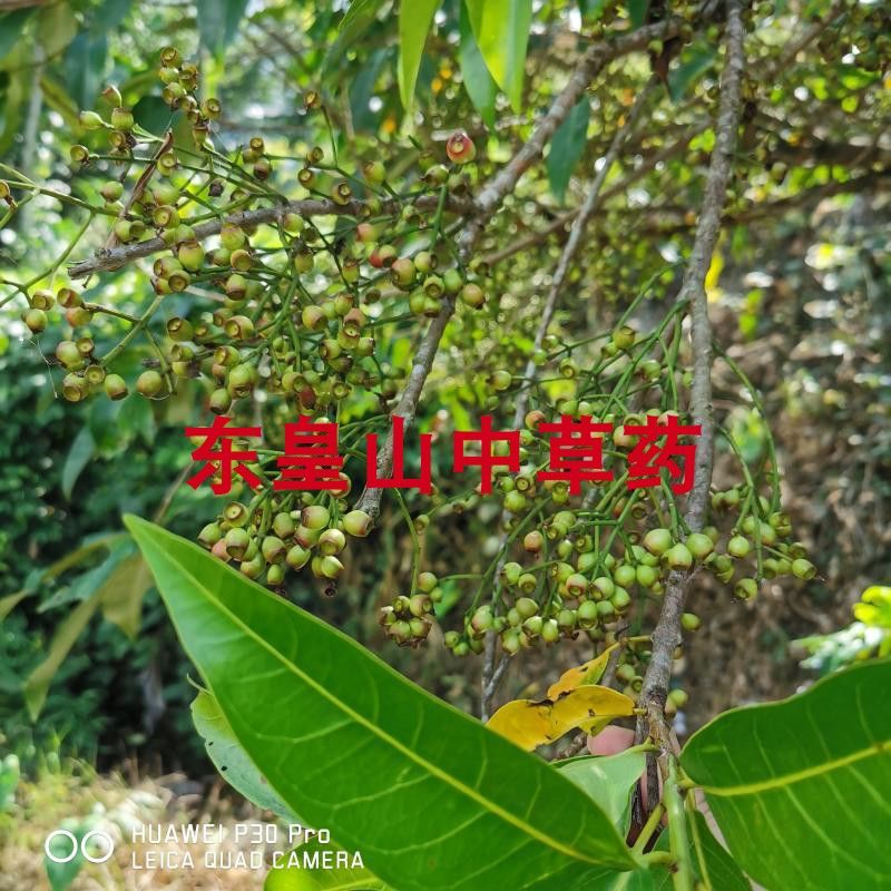 传统滋补品其他野生水翁树水榕木檀香树蒲桃水泱乌墨水香根枝皮叶