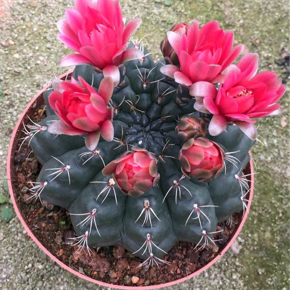 绯花玉仙人球带花苞小盆栽桌面绿植多肉植物开花室内开花阳台盆栽