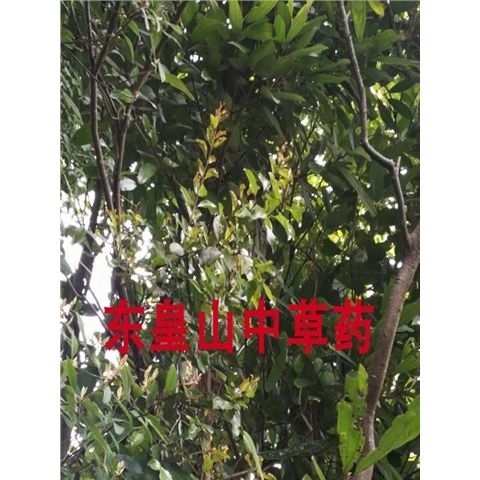 传统滋补品其他桂树寄生茶玉桂平安树桂木桂中草药干品500g