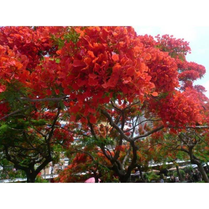 蓝花楹种子凤凰木树种子红花楹种子 蓝雾树紫花云洋楹 蓝花楹种籽