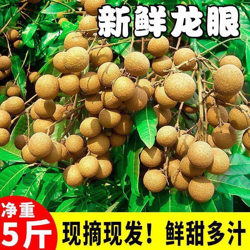 莆田桂圆肉500g包邮 桂圆肉无核桂圆新鲜/龙眼新鲜品质正宗无加糖