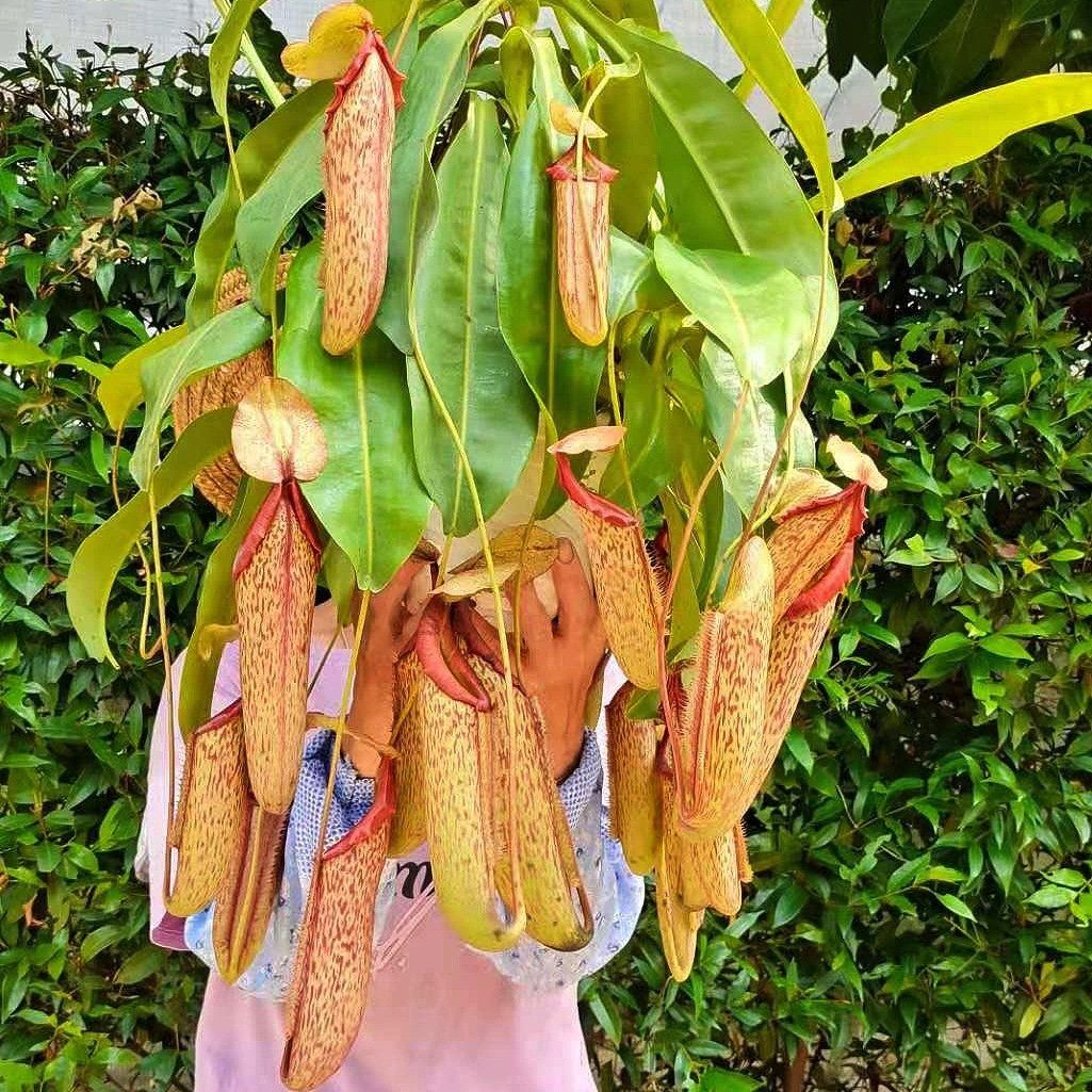 巨型米兰达猪笼草xxl级雨林造景食虫植物 菲朗园艺源头基地