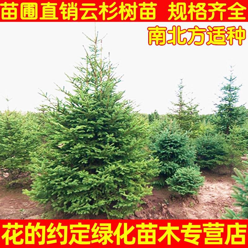 直销绿化苗木云杉树 云杉圣诞树 圣诞节 四季常青松树云杉树苗