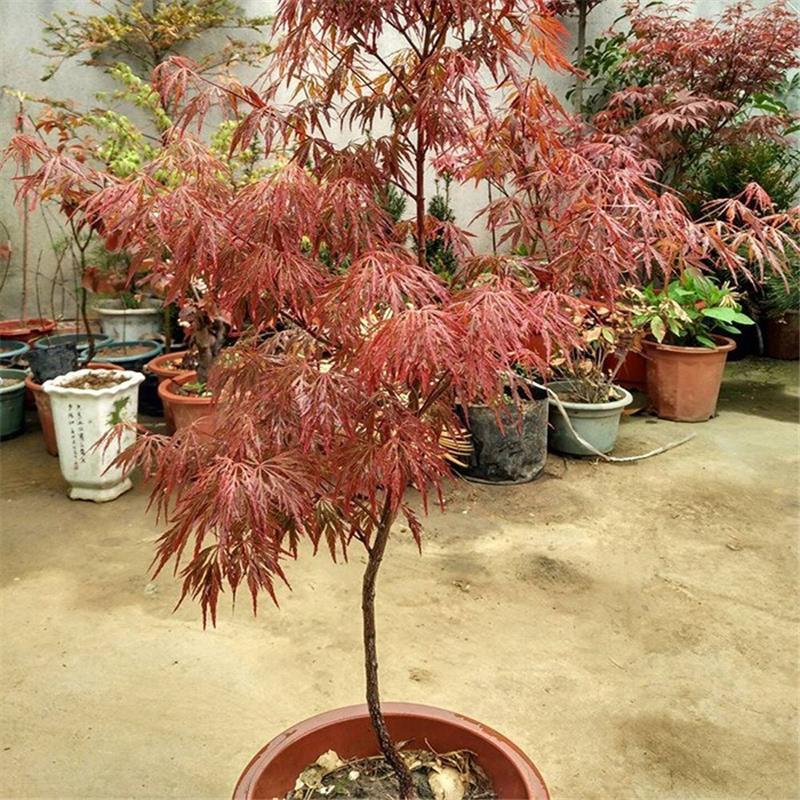 园林绿花苗木庭院植物花卉日本红枫苗羽毛枫树苗盆栽稻叶红羽毛枫