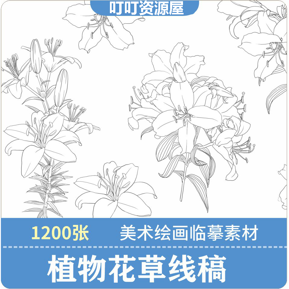 植物花卉线稿速写图片素材美术绘画临摹白描电子版手绘钢笔铅笔图