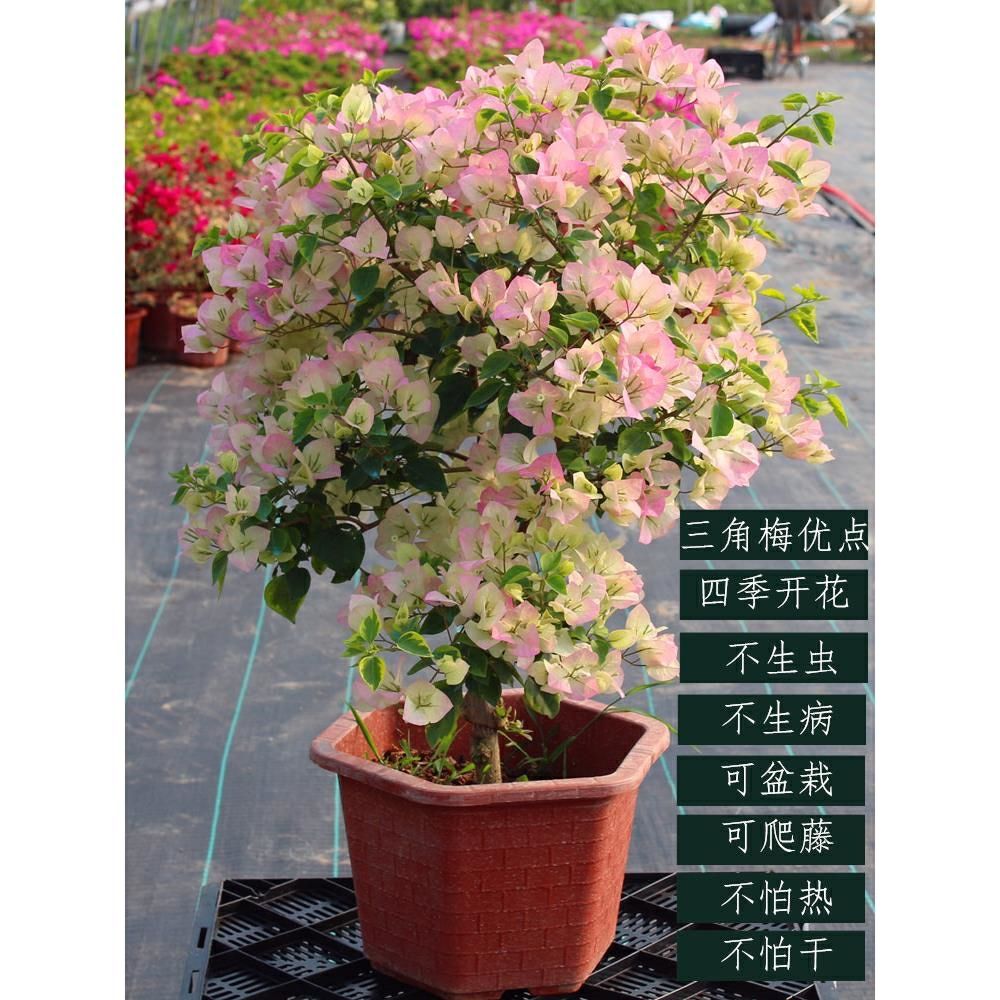 品种三角梅盆栽苗爬藤庭院带花发货四季开花画报绿樱重瓣红漳红樱