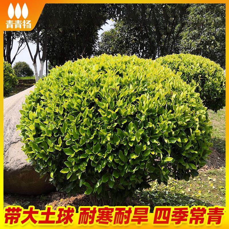 金森女贞球金叶女贞树苗庭院园林绿化工程木室外亮晶四季常青植物