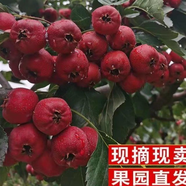 新鲜山楂果山楂鲜山楂果特级特大批发山里红水果糖葫芦农家现摘