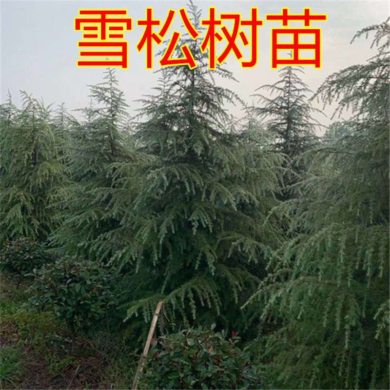 雪松树苗宝塔松圣诞树庭院名贵绿化苗木四季常青包邮耐寒植物