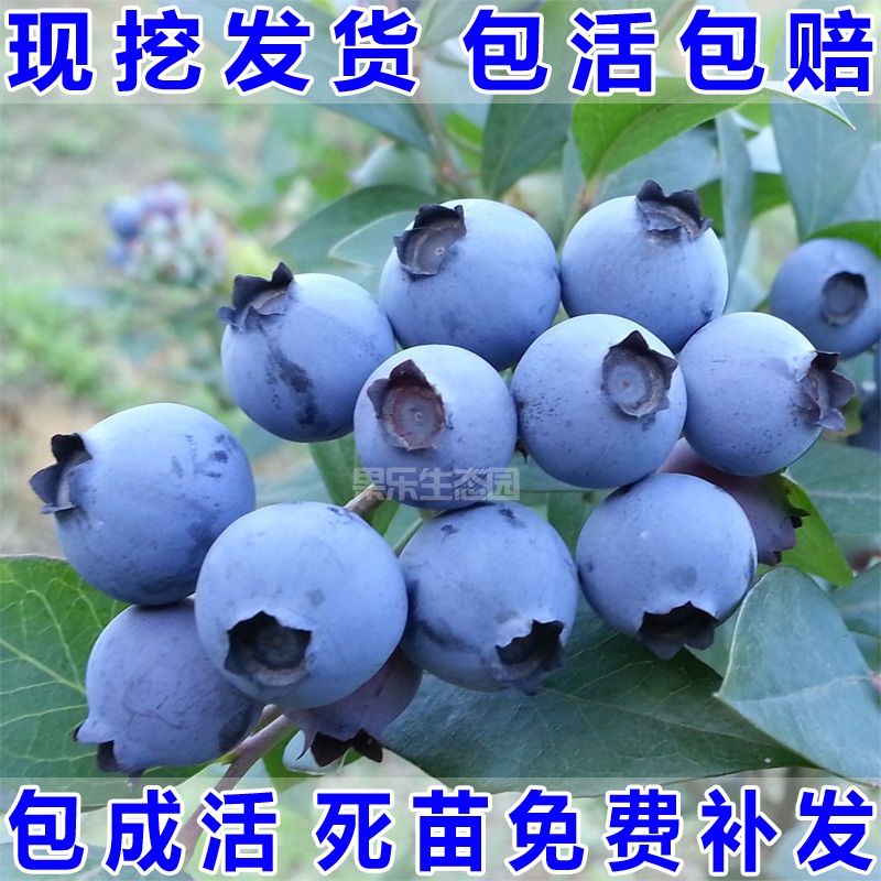 蓝莓果树苗庭院地栽盆栽蓝莓苗半高丛蓝莓北陆抗寒能力强当年结果