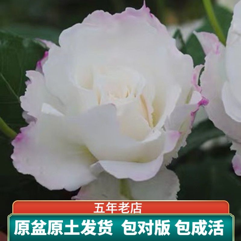 乐柏 河本丰花月季花苗 白色大花阳台盆栽地栽绿植勤花多季开花