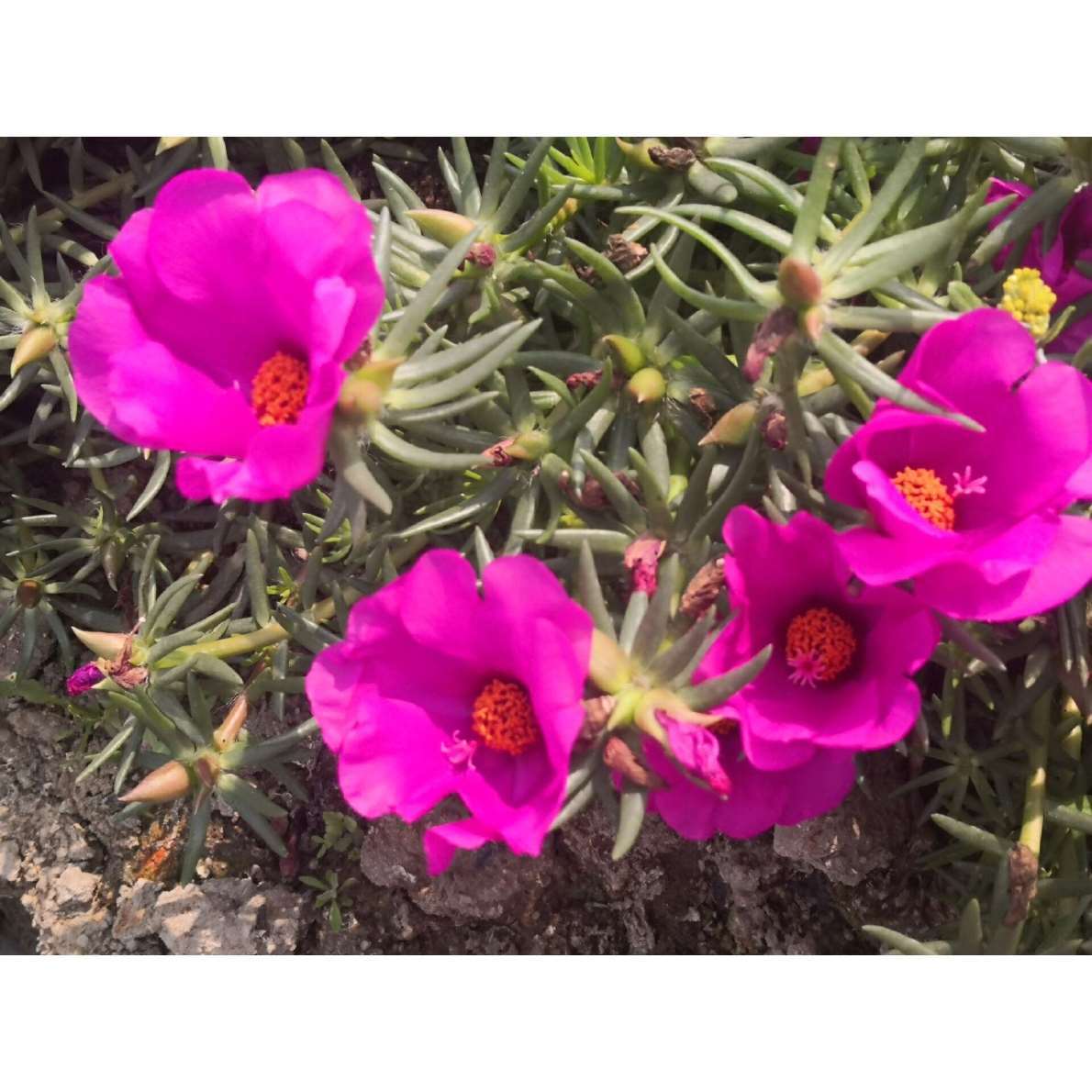 针叶单瓣宿根太阳花盆栽花卉花苗花苞 阳台庭院 四季开花混色包邮