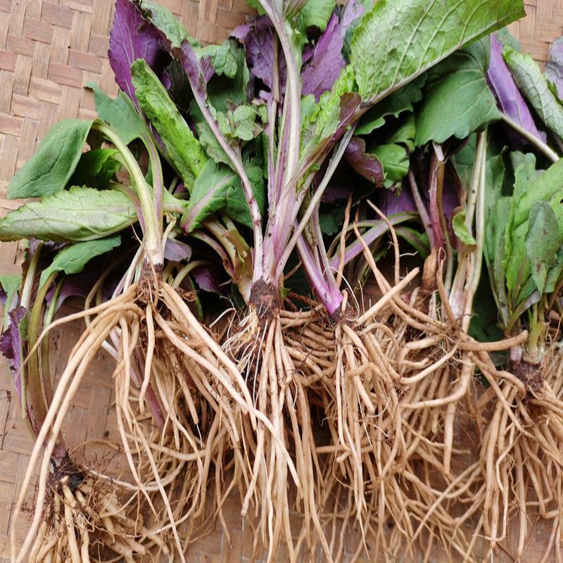 贵州新鲜野七天青地红革命菜50青菜草药 中药材菊三青菜野茼蒿0克【4