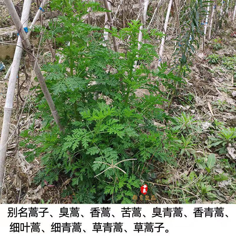 野菜蒿子的营养价值图片