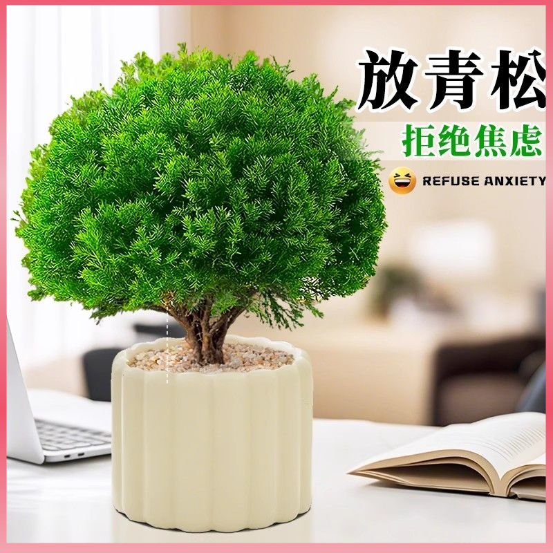 【宿舍迷你盆栽】雾凇盆栽网红ins风绿植桌面小清新适合新手易养