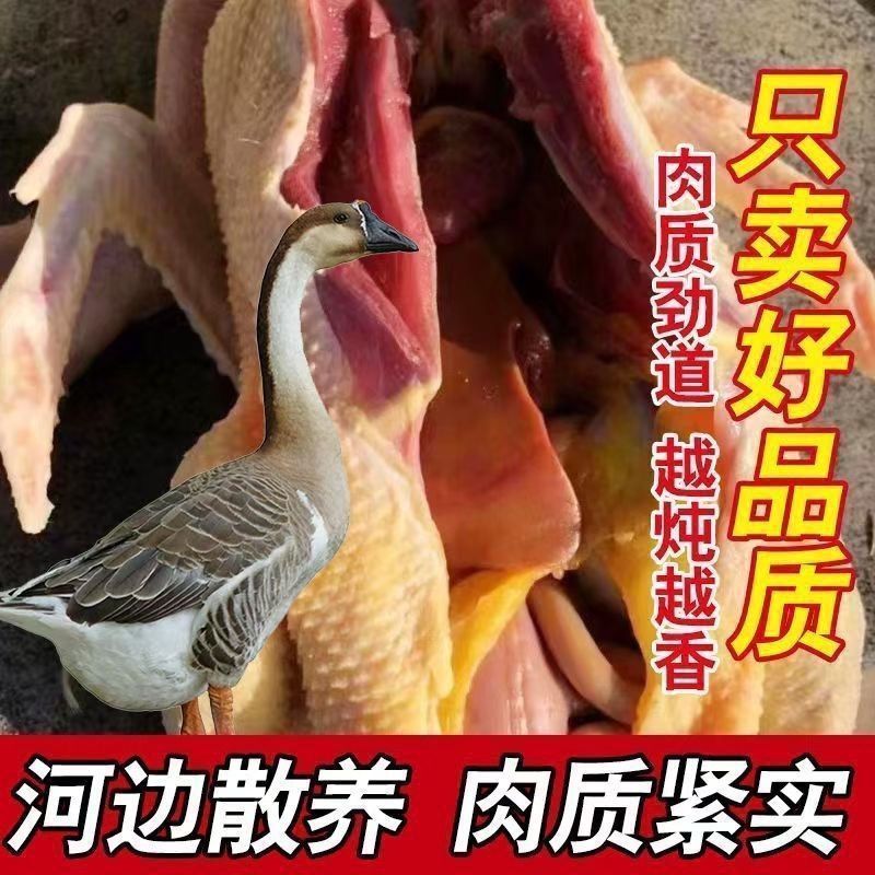 【肉质紧实不柴】农家散养十斤超大非新鲜现杀大白鹅非老鹅笨鹅