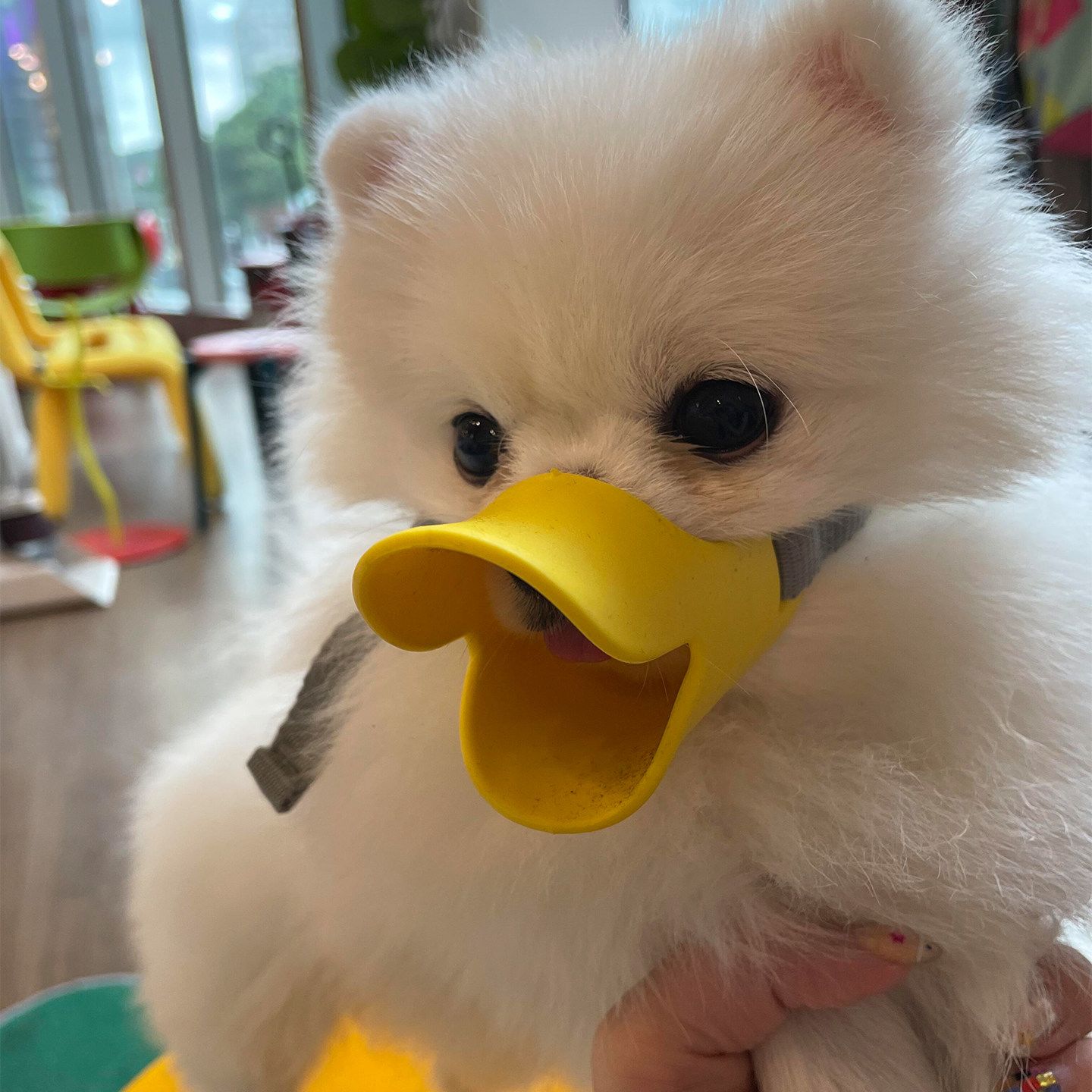 狗狗鸭嘴套防咬叫乱吃嘴罩止吠器可喝水口罩泰迪柯基小型幼犬神器