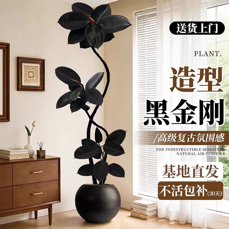 黑金刚橡皮树客厅大盆栽造型室内大型绿植好养四季办公室室内植物