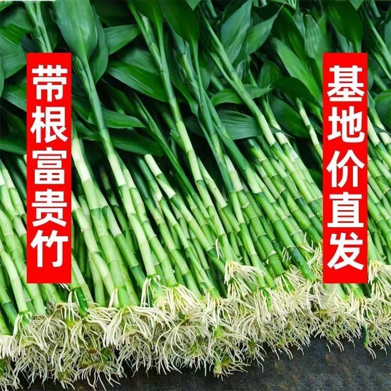 带根富贵竹粗竹水养客厅水培富贵竹带根须大叶绿植转运竹净化空气