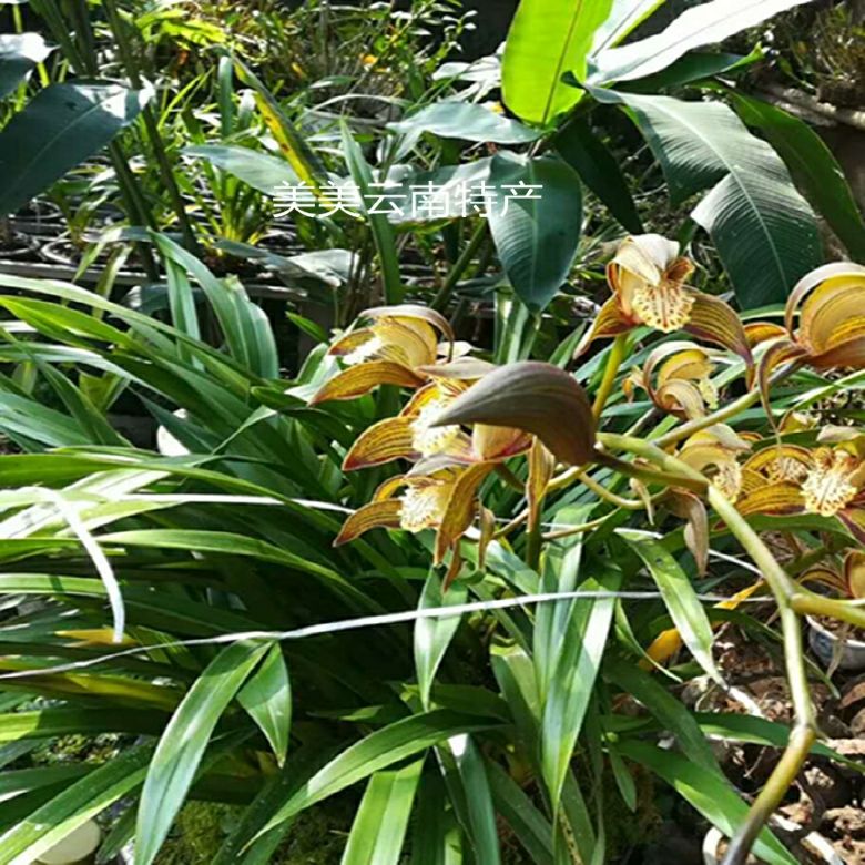 云南细叶虎头兰花小叶虎头兰5苗包邮送兰花土送原生腐殖土