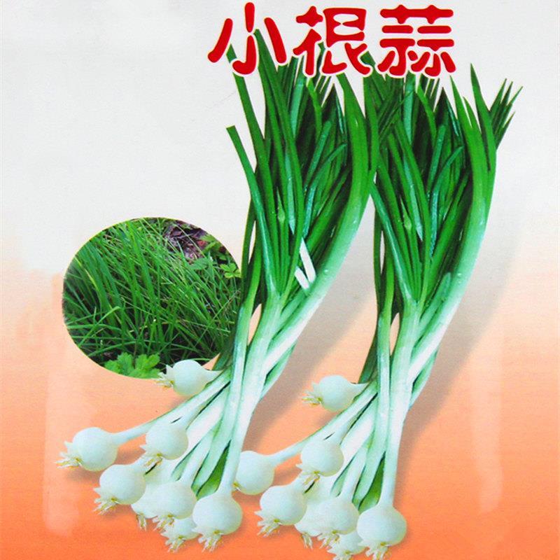 小根蒜种子野韭葱野葱野菜种籽阳台盆栽蔬菜种籽山蒜薤白大脑瓜