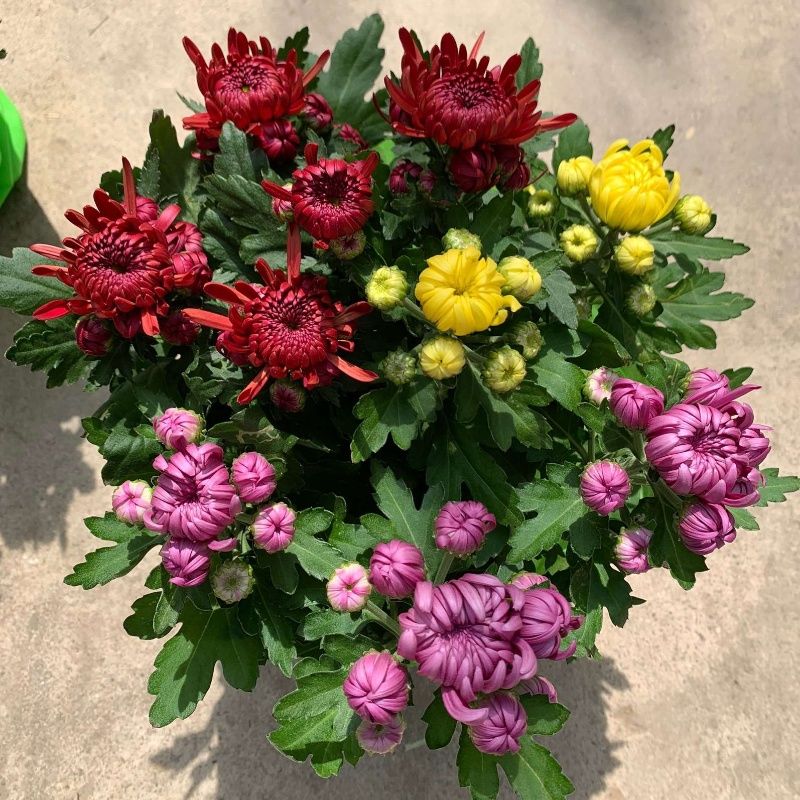 龙爪菊盆栽高端菊四季开荷兰菊龙爪花型阳台庭院好养耐高低温植物