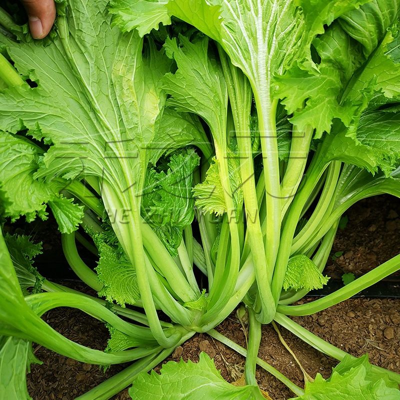 叶芥菜种子大全小青菜种籽芥菜种孑秋季梅干饺子沙拉农家南方蔬菜