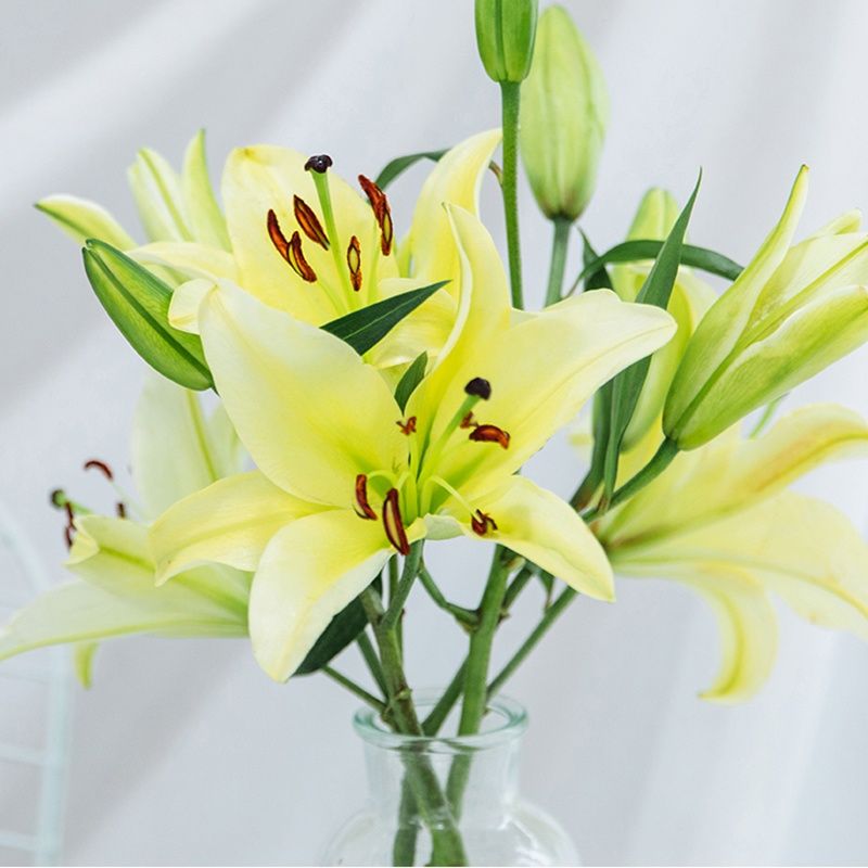 基地直发空运黄百合3头百合浓香型新鲜带花苞发货10支送保鲜剂 4月26日发完 虎窝拼