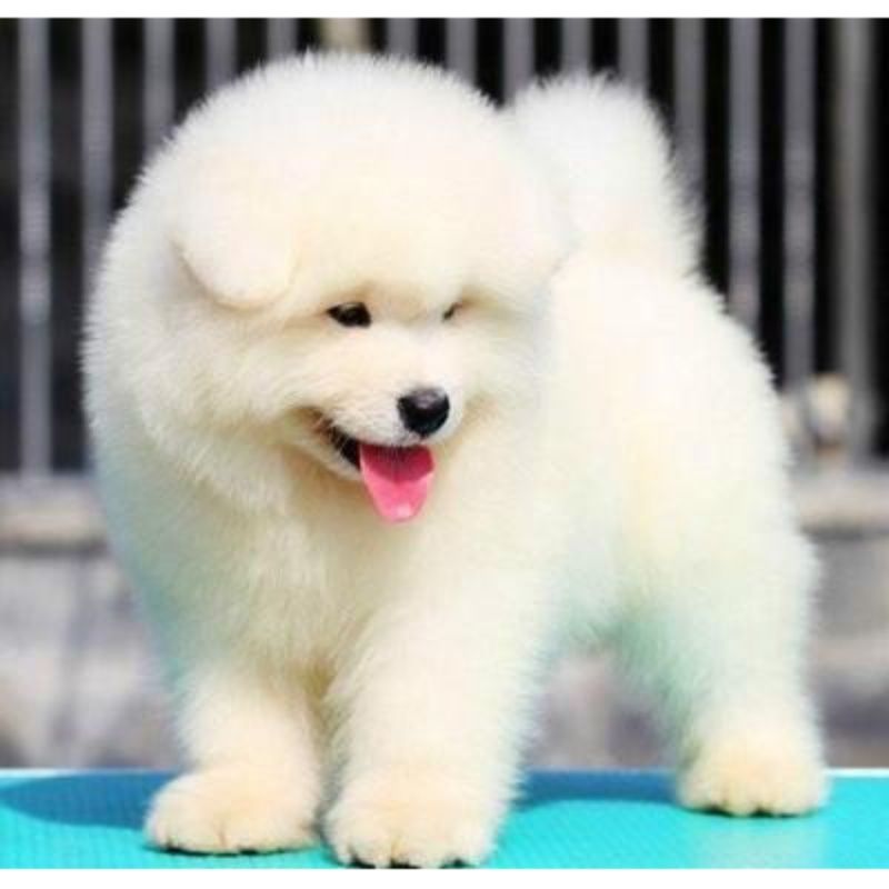 纯种白色澳版熊版萨摩耶犬幼犬雪橇犬微笑天使家养活体宠物狗