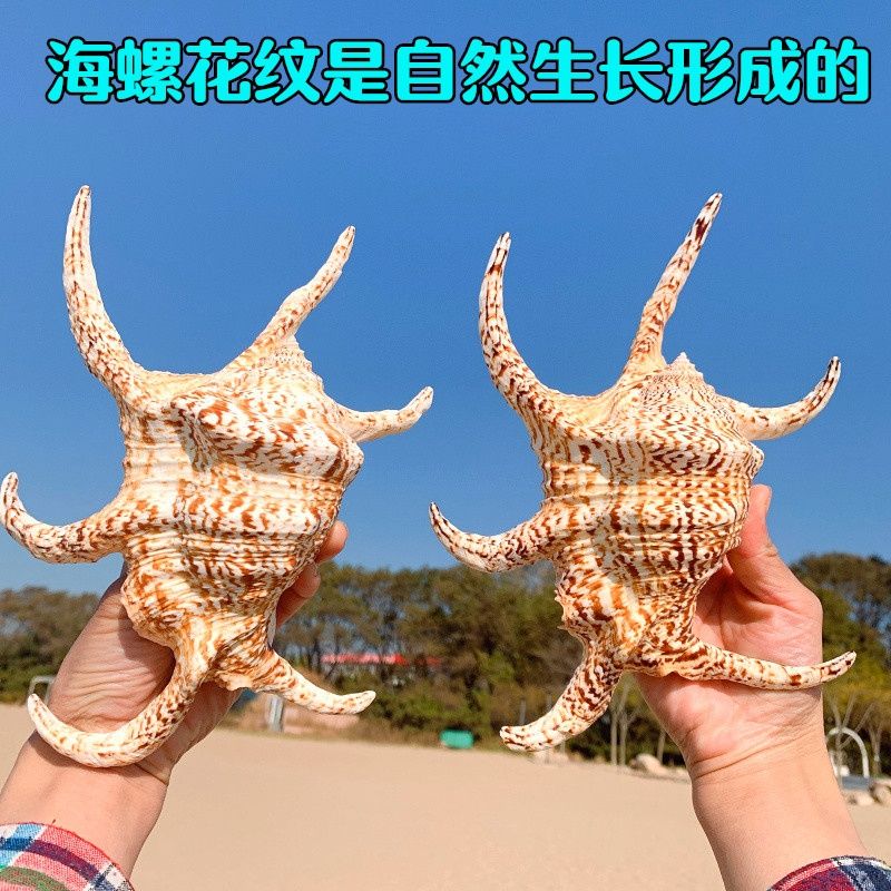超大六角螺天然特大海螺贝壳家居地台装饰品鱼缸水族造景礼物摆件