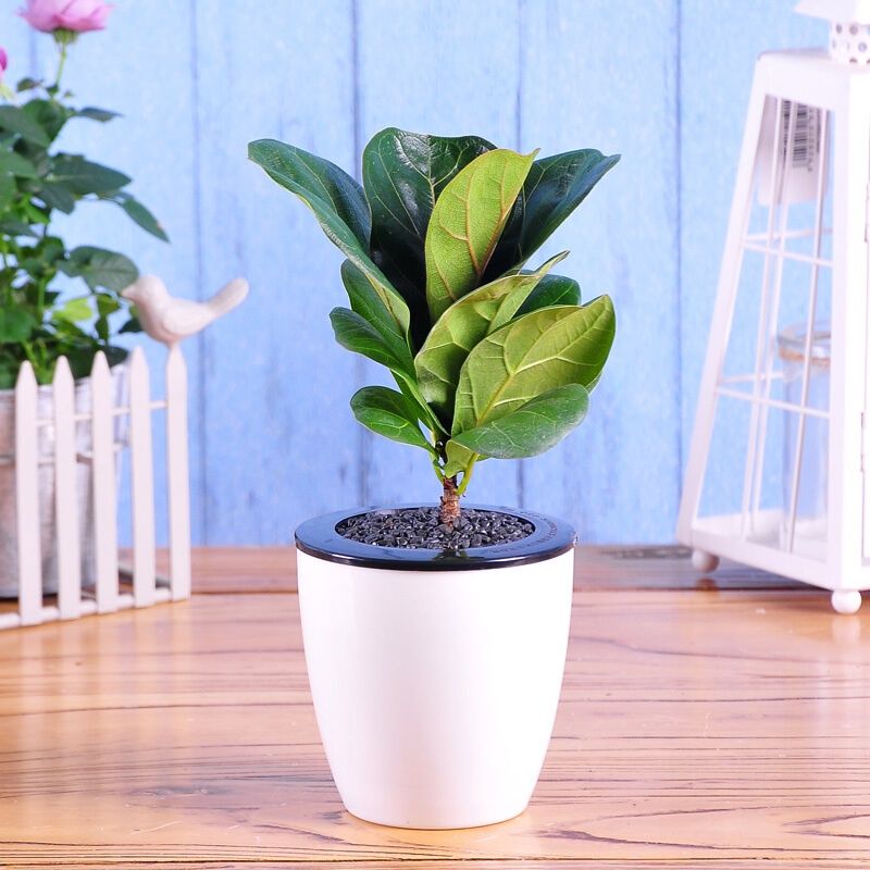 大叶子琴叶榕盆栽客厅大型植物办公室内卧室喜阴绿植四季苗吸甲醛