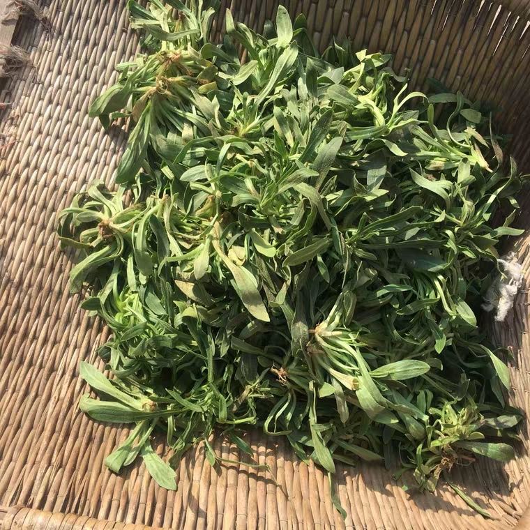 面条菜新鲜头茬河南特产现挖面条棵新茬纯野生野菜时令羊蹄棵