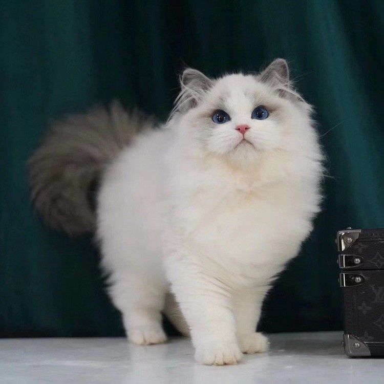 纯种布偶猫波斯系海双蓝双布偶猫幼猫仙女猫宠物猫幼崽猫咪活物